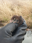 Pygmy Shrew