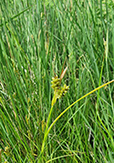 Pale Sedge