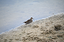 Pectoral Sandpiper