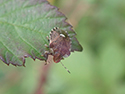 pale shouldered shieldbug