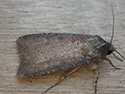 Pearly Underwing