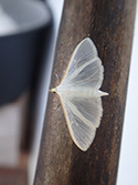 Palpita vitrealis