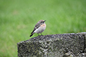 Pied Wheatear