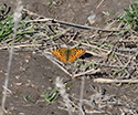 Queen of Spain Fritillary