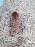 Red Chestnut