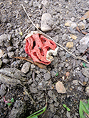 Red Cage Fungus