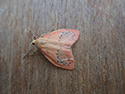 Rosy footman
