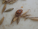 Rhyzobius litura