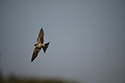 Red Rumped Swallow
