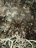 Rannoch Sprawler