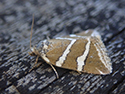 Silver Barred