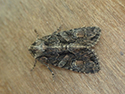 Sombre Brocade