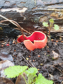 Scarlet Elf Cup
