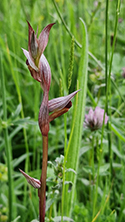 Small Flowered Tongue Orchid
