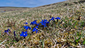 Spring Gentian