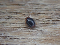 Scymnus haemorrhoidalis