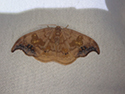Scarce Hooktip