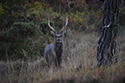 Sika