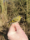 Siskin
