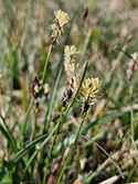 Soft Leaved Sedge