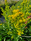 Saltmarsh Goldenrod