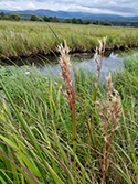 Scandinavian small reed