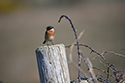 Stonechat