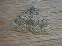 Striped Twin spot Carpet