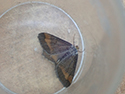 Tawny Barred Angle f nigofulvata