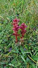 Thyme Broomrape