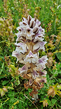 Thistle Broomrape