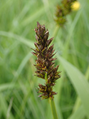 True Fox Sedge