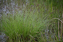 Tufted sedge