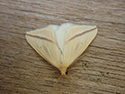 Vestal