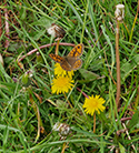 Wall Brown