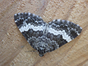 white banded carpet