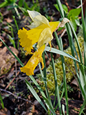 Wild Daffodil