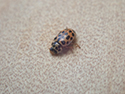 Water Ladybird