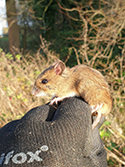 Wood Mouse
