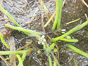 Welsh Mudwort