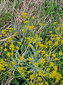 Woad