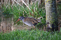 Water Rail