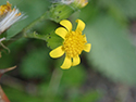 Welsh ragwort