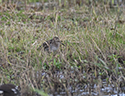 Wilson's Snipe