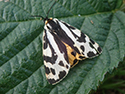 Wood tiger Moth