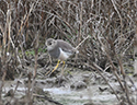 White Tailed Plover