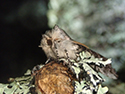 Yellow Horned