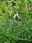 Yellow Oxytropsis