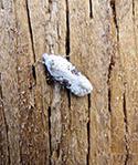 Agonopterix alstromeriana