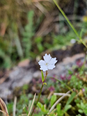 Alpine Campion